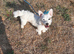 Little girl Jack Russell