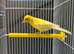 Male Irish fancy canary with cage