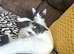 Domestic shorthair x ragdoll kittens