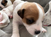 Beautiful 6 pups looking for home