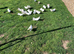 ️English fantail Doves ️