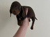 Dachshund