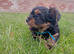 Beautiful Yorkshire Terrier Puppies