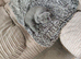 BEAUTIFUL LITTLE RUSSIAN BLUE KITTENS 9 WEEKS OLD