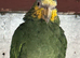 Yellow headed Amazon