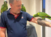 Hand reared baby blue fronted amazon