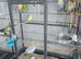 Budgies ready to go ️ 