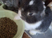 Beautifull mini lops