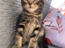 Tabby male kittens ready now