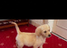 Golden retriever puppies