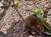 Stunning cocker spaniel puppies