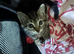 Kitten