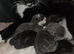 Last black female kitten ready to leave now