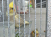Male & female cockateil