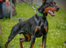 Working European Dobermann for Stud