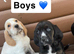 Beagle x puppies