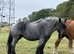 Belgian Draft Mare