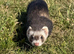 Eu Ferret and pole cat