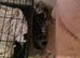 Beautiful male, Bengal kitten looking for a good home