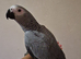 Babes African grey 4 months old ready forever home