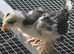PULLET CHICKS - Barbu D'uccle Black mottled chicks - 3 weeks old