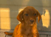 Beautiful red fox labrador girl