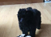KC Toy Poodle Puppy Girl For Sale
