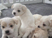Morkies