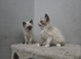 I have two male kittens forsale