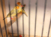 5 star finch's avairy kept