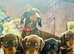 Beautiful Miniature Dachshund Puppies