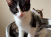 4 gorgeous marked kittens