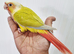 Gorgeous baby conure with new cage