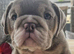 Kc top bloodline British bulldogs