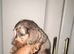 5 star longhair miniature dachshund