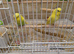 Beautiful Yellow Baby Budgies