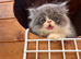 Beautiful kittens ready now