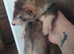 Semi angroa kits