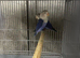 Breading Cage