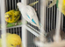 Adult Budgies Various colours