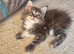 Beautiful Maine Coon Kittens