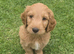 Australian Goldendoodle