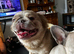 Lilac fawn fluffy french bulldog