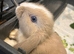 Beautiful mini lop bunnies