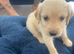Gorgeous Goldendoodle puppy’s