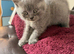 Pure-breed BSH Kittens, Can Deliver !