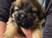 Jack Tzu puppies