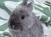 Netherland Dwarf x Mini lop
