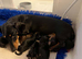 Dachshund Miniature Smooth Haired puppies