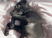 Cane corsa cross staffy
